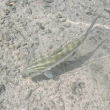 Mantis Flig - Size 1